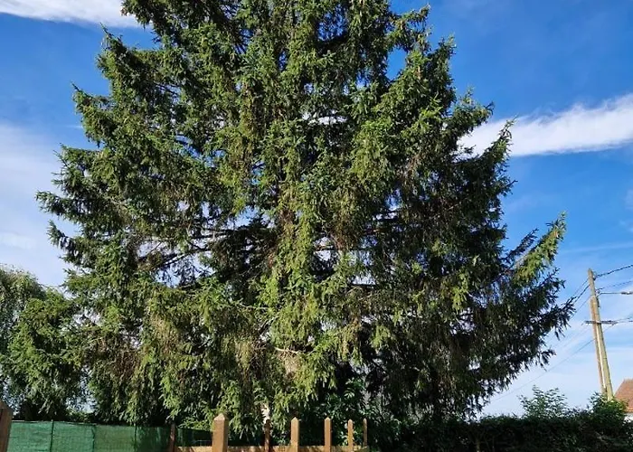 Vosgien Chez Capucine Et Mirabelle